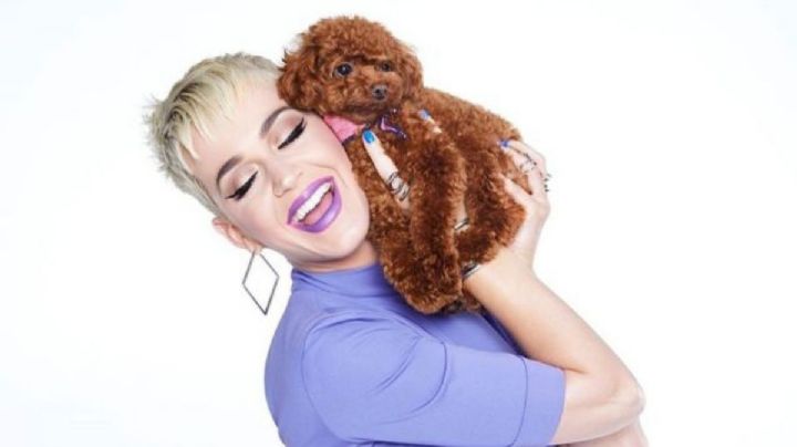 De no creer: Katy Perry confirmó que su perro será vegano