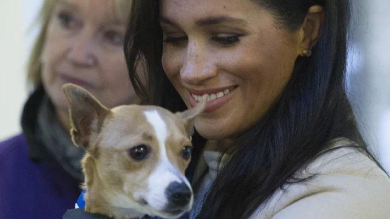 ¿Cuántos perros tienen el príncipe Harry y Meghan Markle?